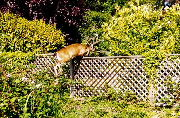 Deer Fencing in Wichita Falls, Texas